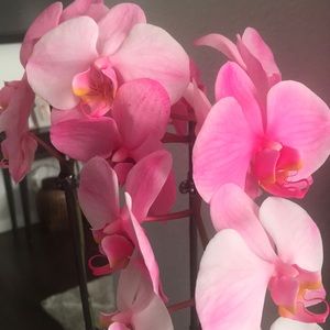 Meet your Posher, Ana marie